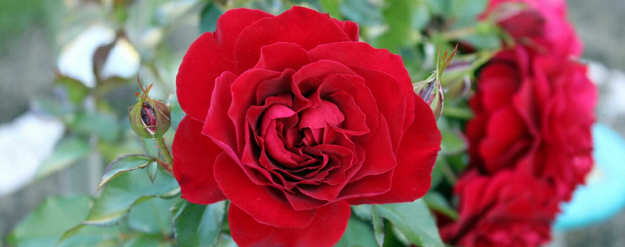 Fleur rouge : les 30 plus belles fleurs rouges pour le jardin !