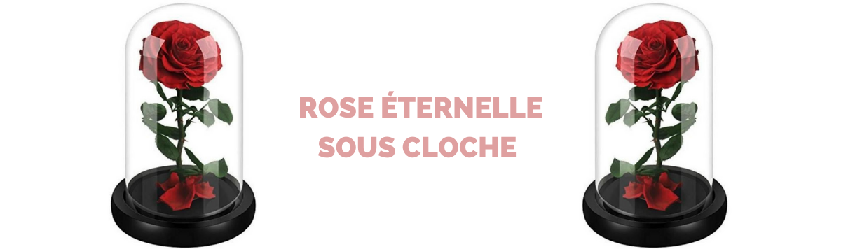 Rose Éternelle sous Cloche | Royaume Éternel