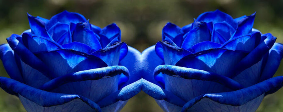 La Rose Bleue : signification et symbole | Royaume Éternel