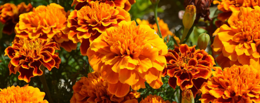 rose inde orange