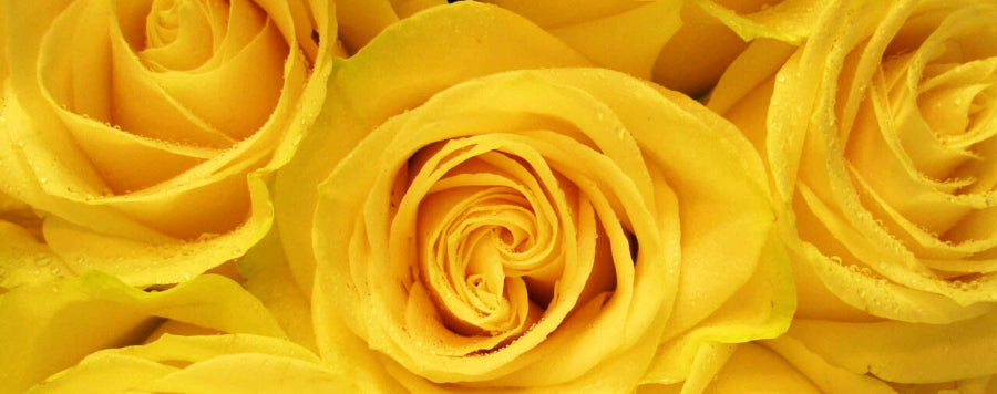 rose jaune amitié