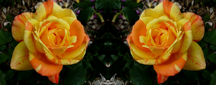 rose orange et jaune