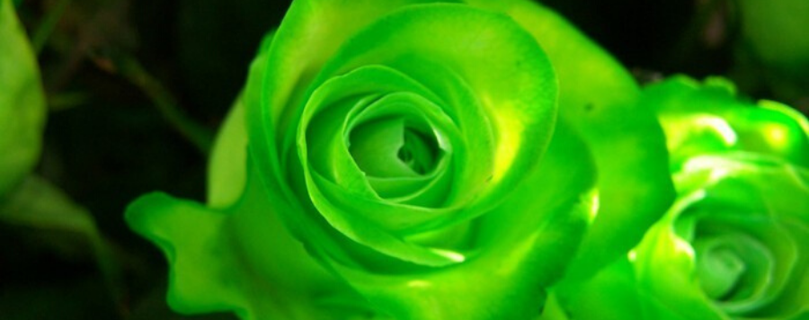 rose-verte