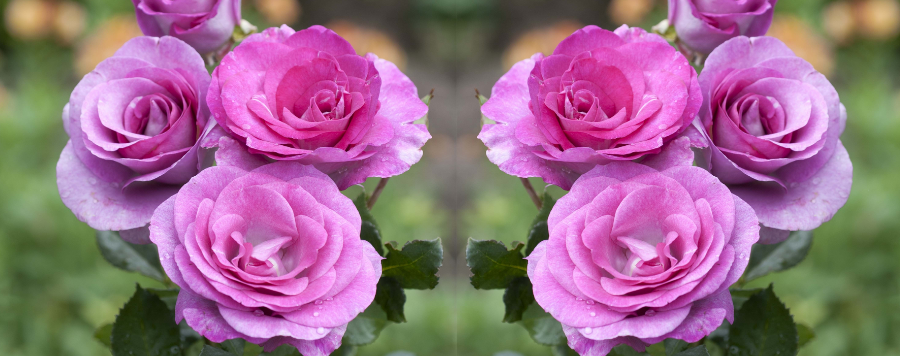 rose violette creativite