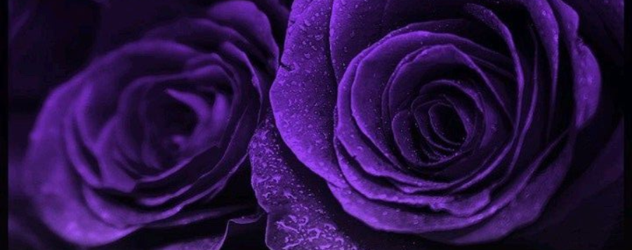 rose violette foncé