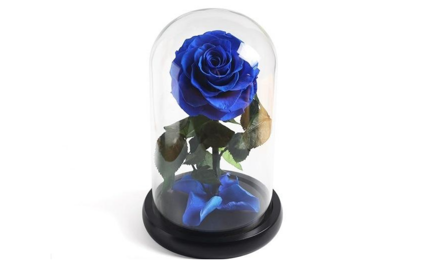 roses éternelles bleues
