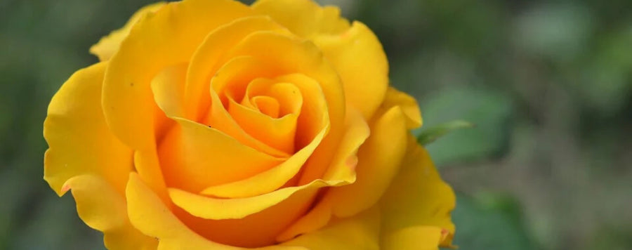 rose jaune