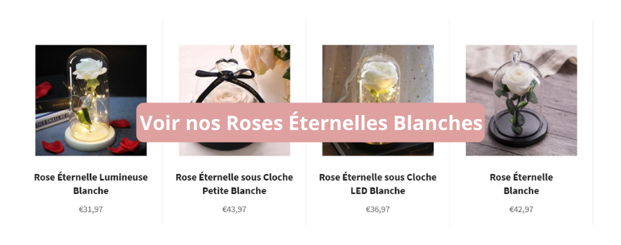 rose eternelle blanche