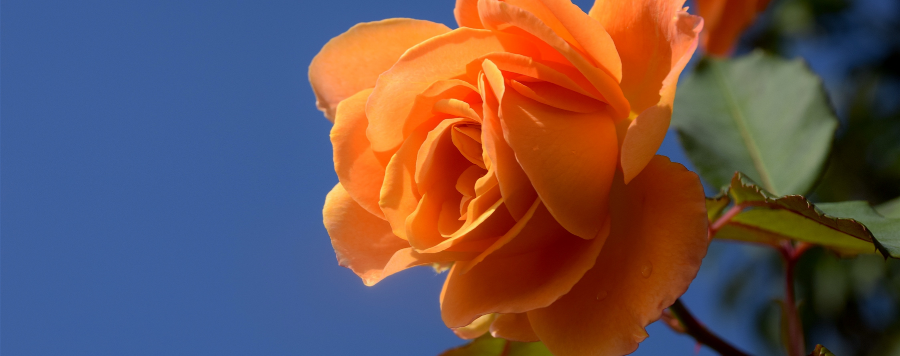 rose orange symbole