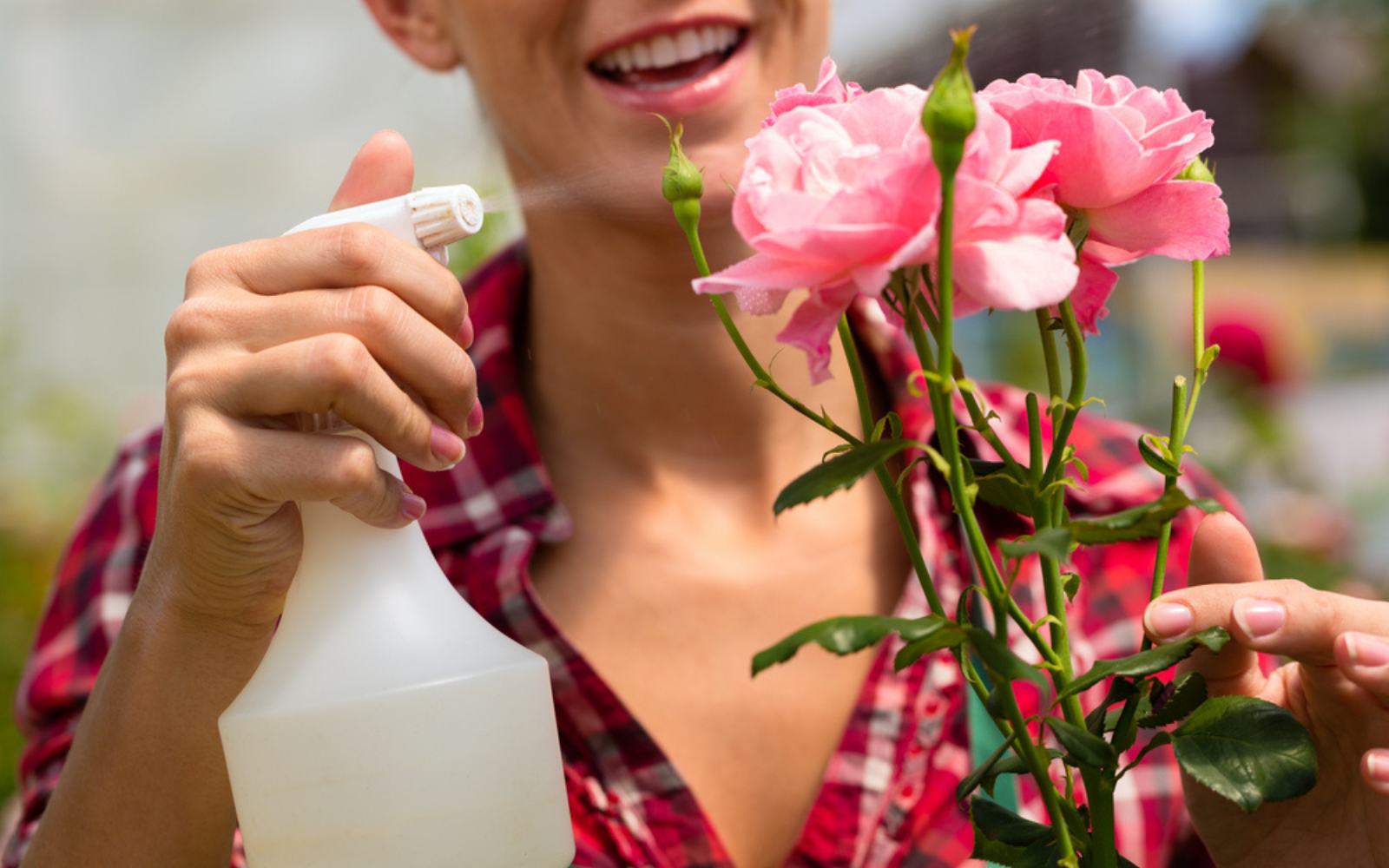 conserver une rose avec de la laque