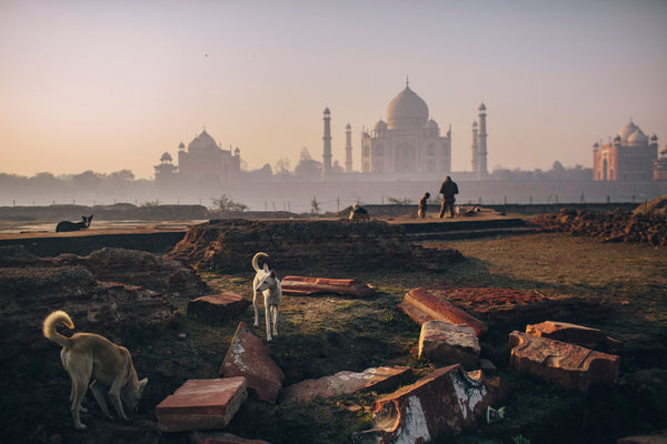 Stray dogs wander around the Taj Mahal at dusk