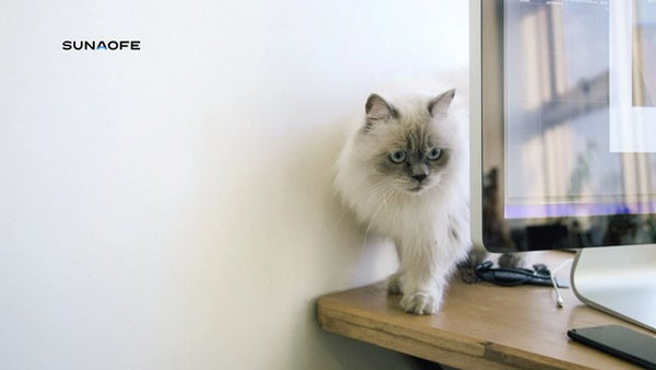 Cat Scratch FeverHow to Protect Your Furniture from Feline Claw Marks sunaofe blogs 2240x1260