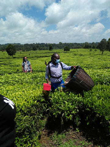 Mchai - Tea harvesting machine increases productivity for tea farmers