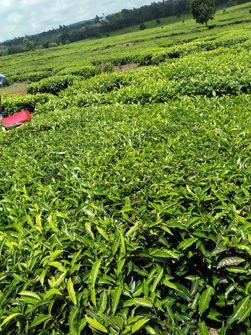 Mchai - best tea harvesting machine in Kenya