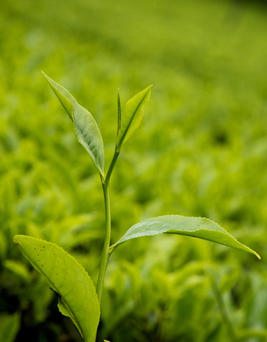 In recent times, we have seen an increase in labor-saving tea harvesting solutions