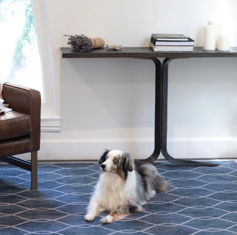 dog on mans tumble rug