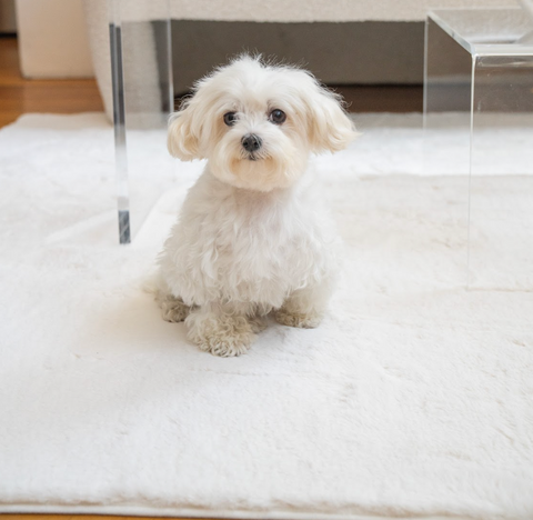 cozy rug with puppy