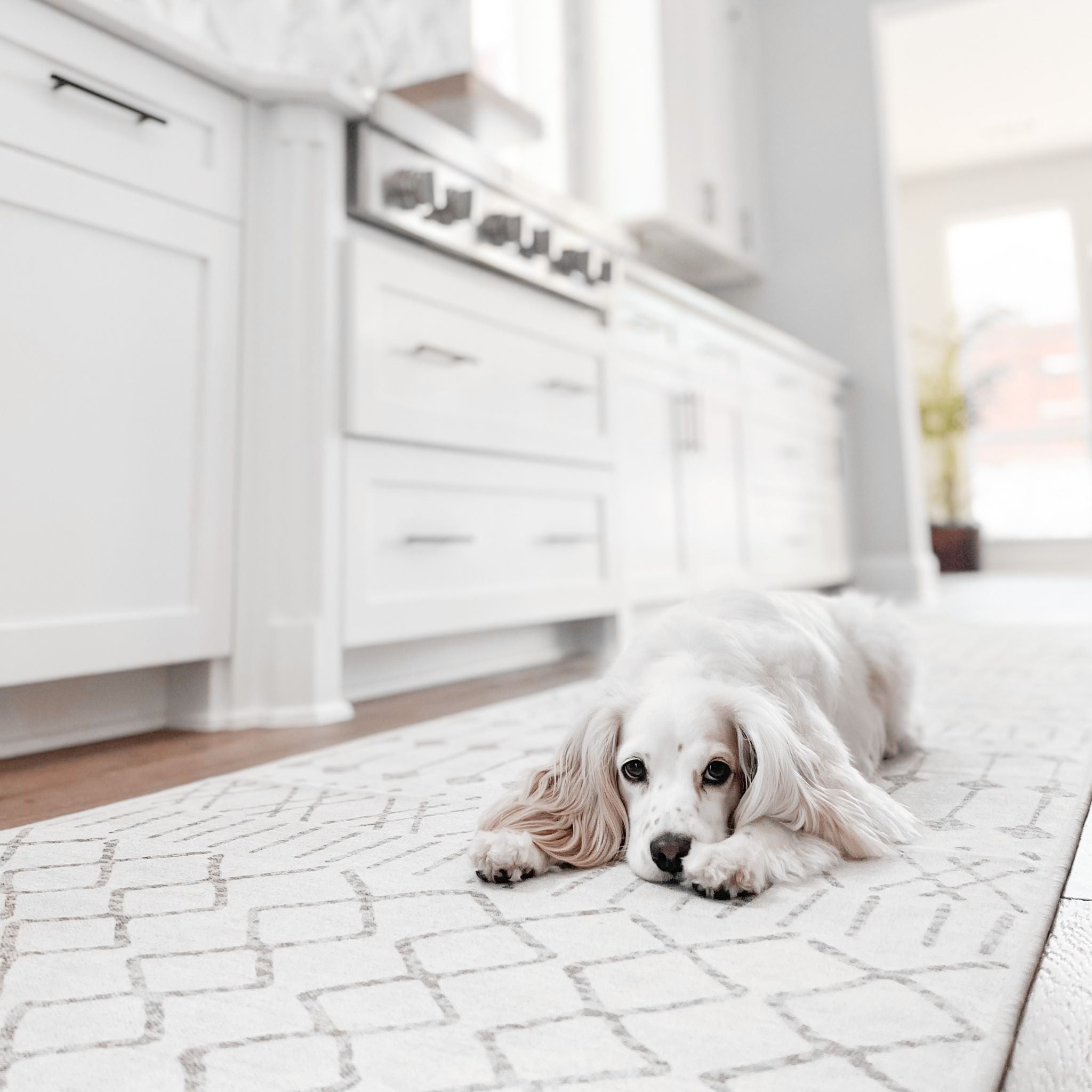 Genius! These Reusable Pee Pads for Dogs Look Like Area Rugs