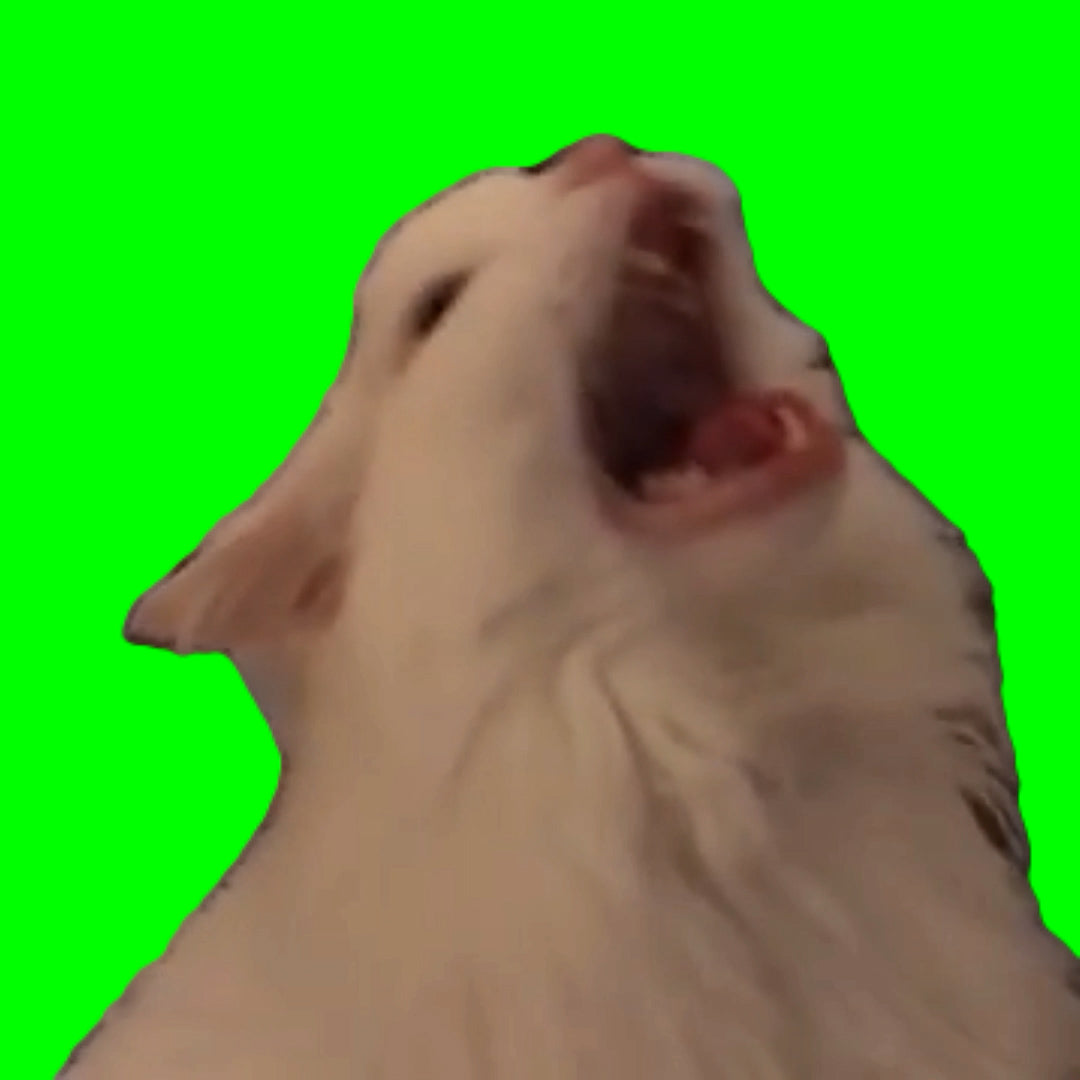 Floppa Cat Meme (Green Screen) – CreatorSet