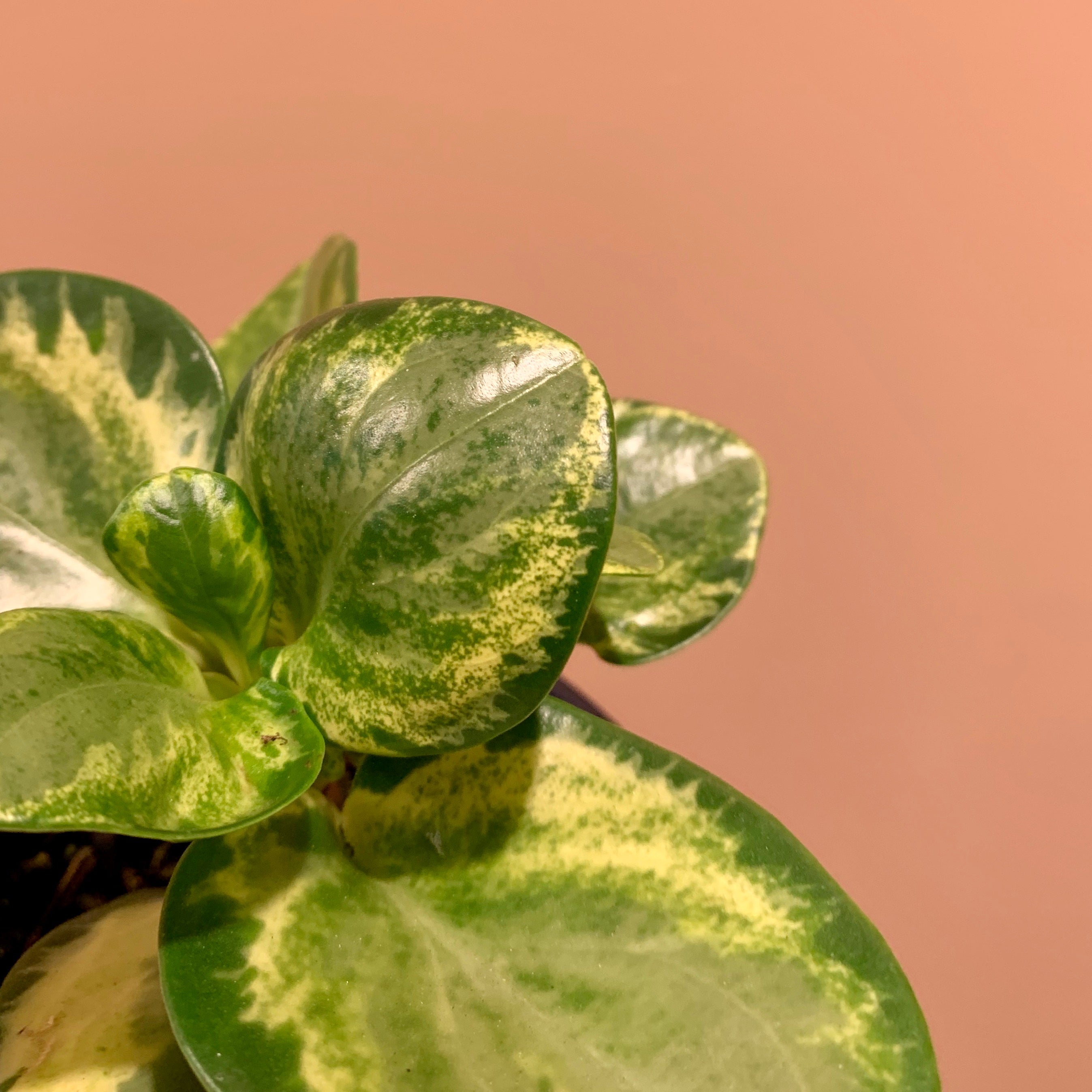 Peperomia plant care information