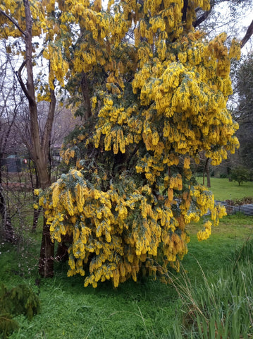 Wattle tree in Adelaide