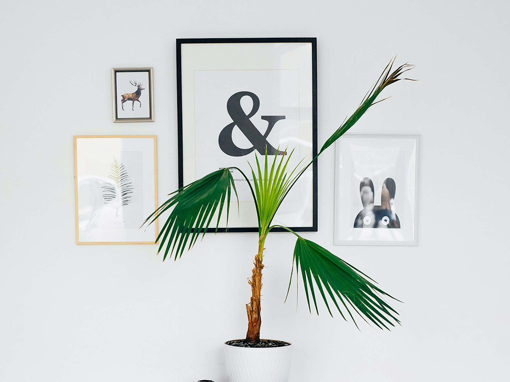 Gallery wall with palm tree