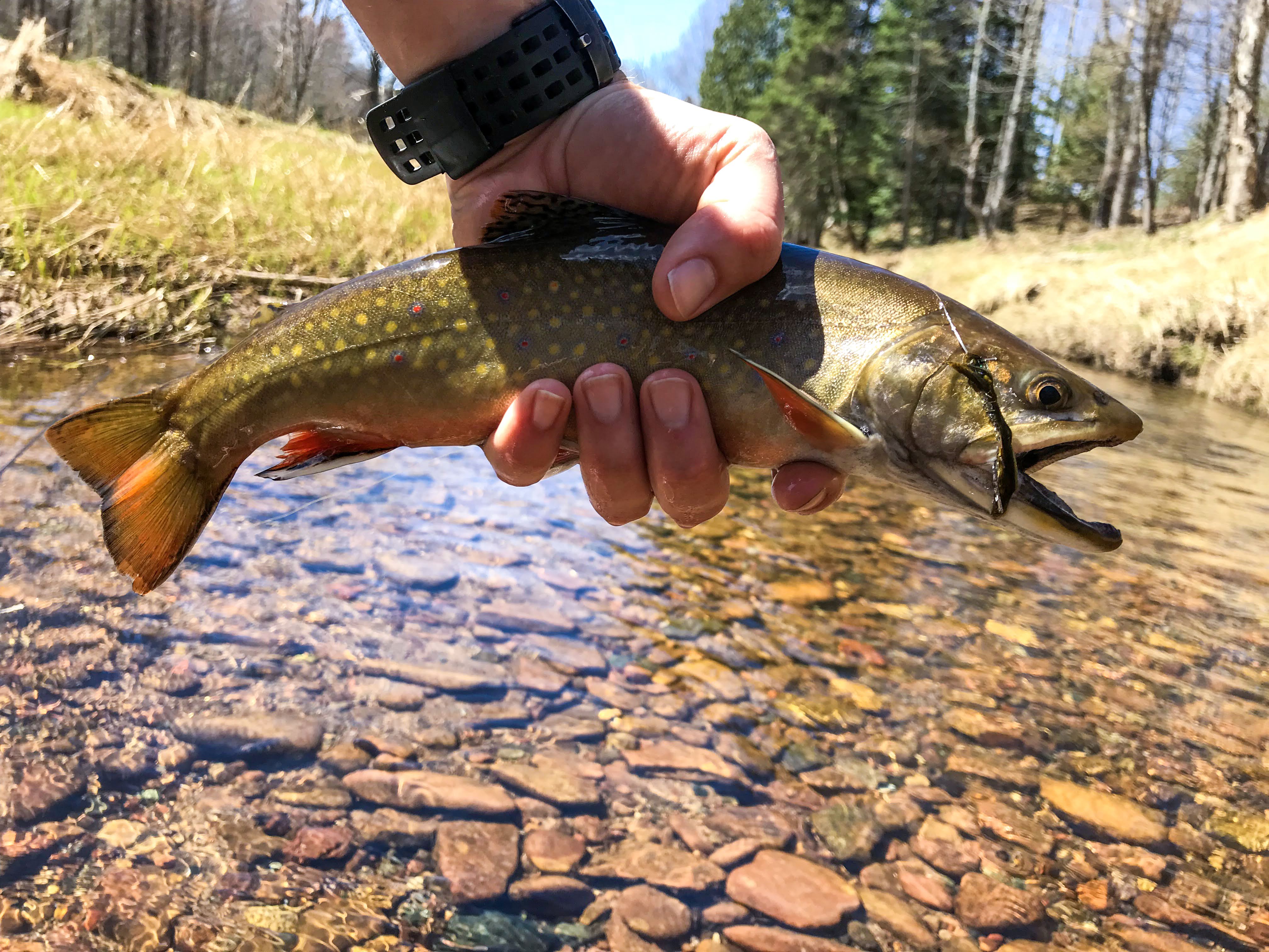 Upper Peninsula Brook Trout