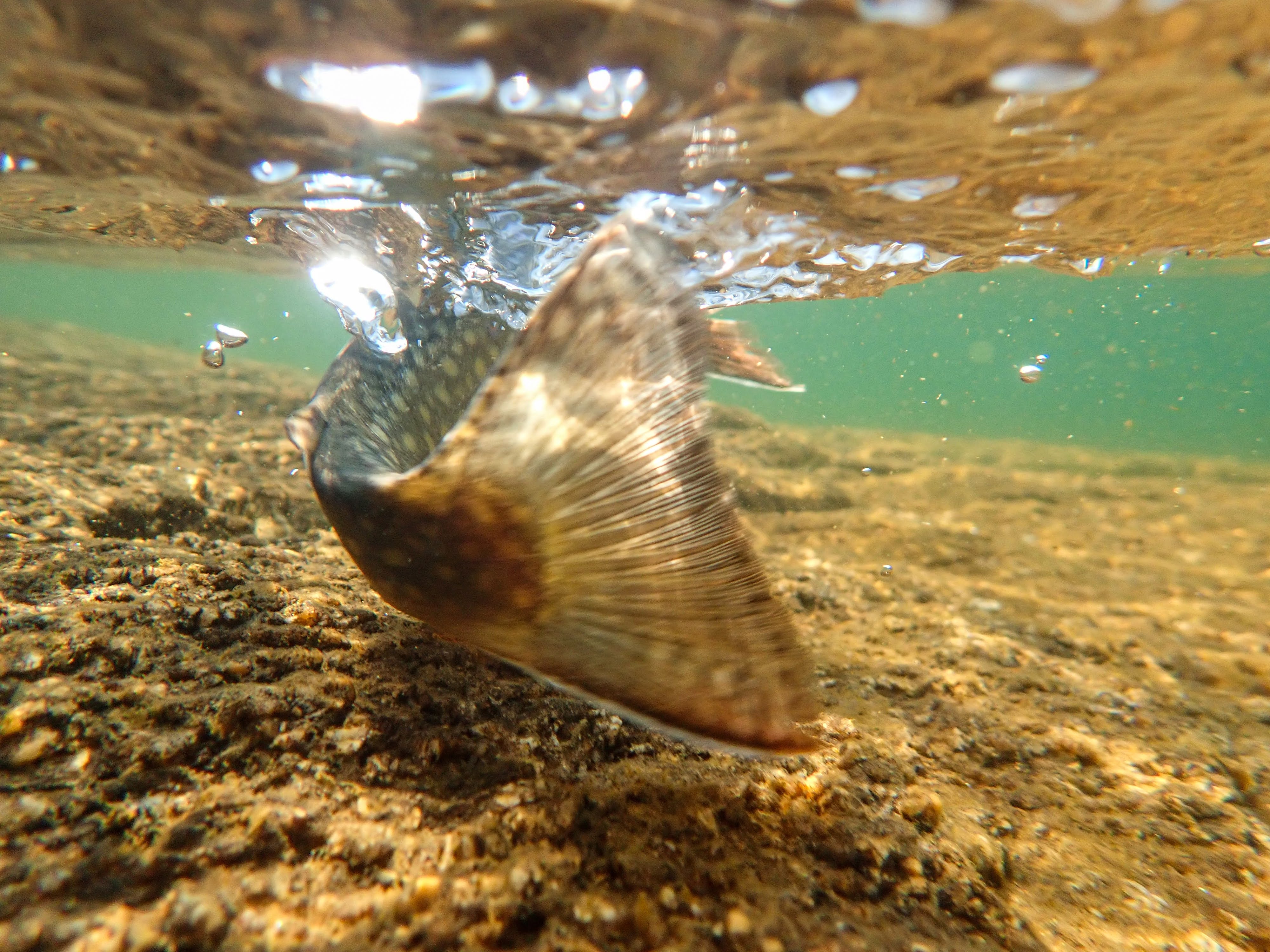 Brook Trout Underwater