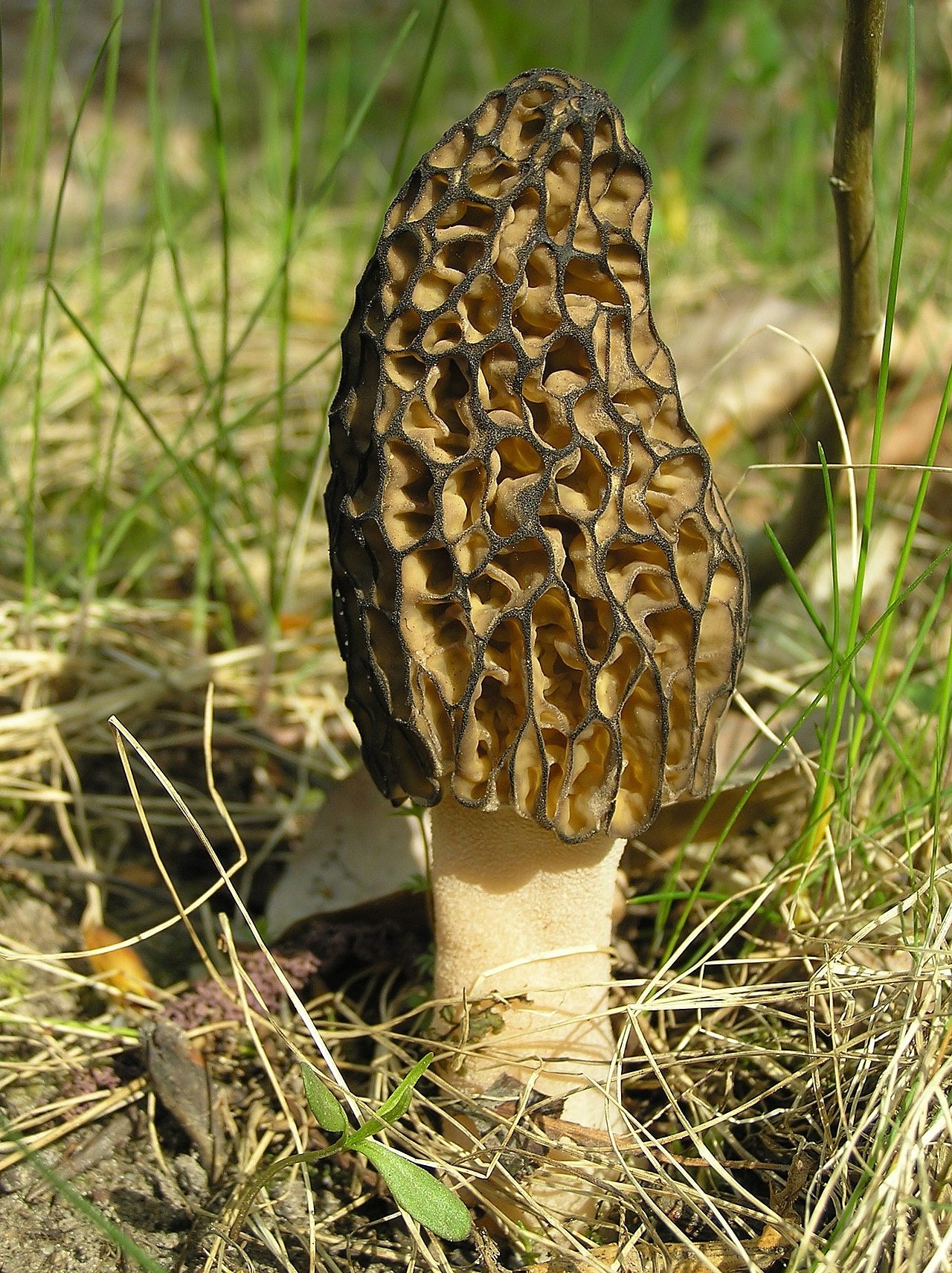 morel mushroom