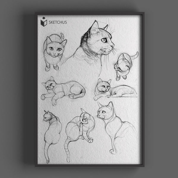 Drawing animals