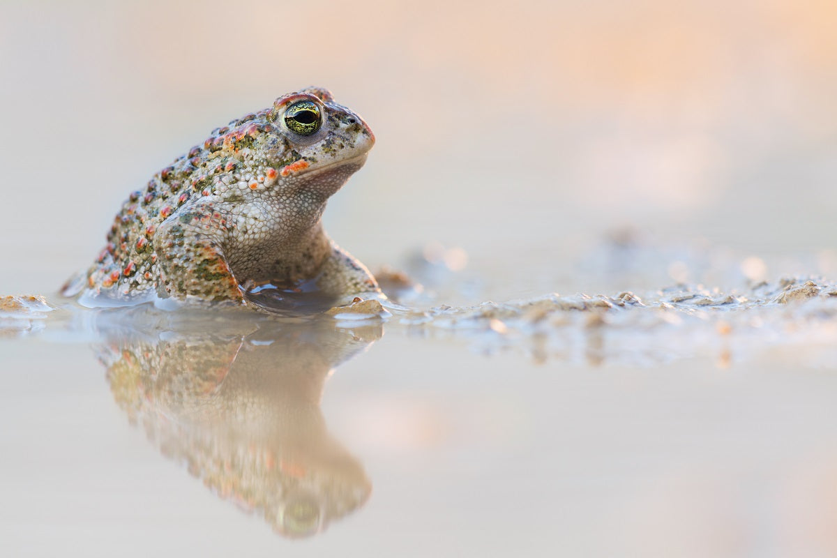 Makrofotografie Frosch