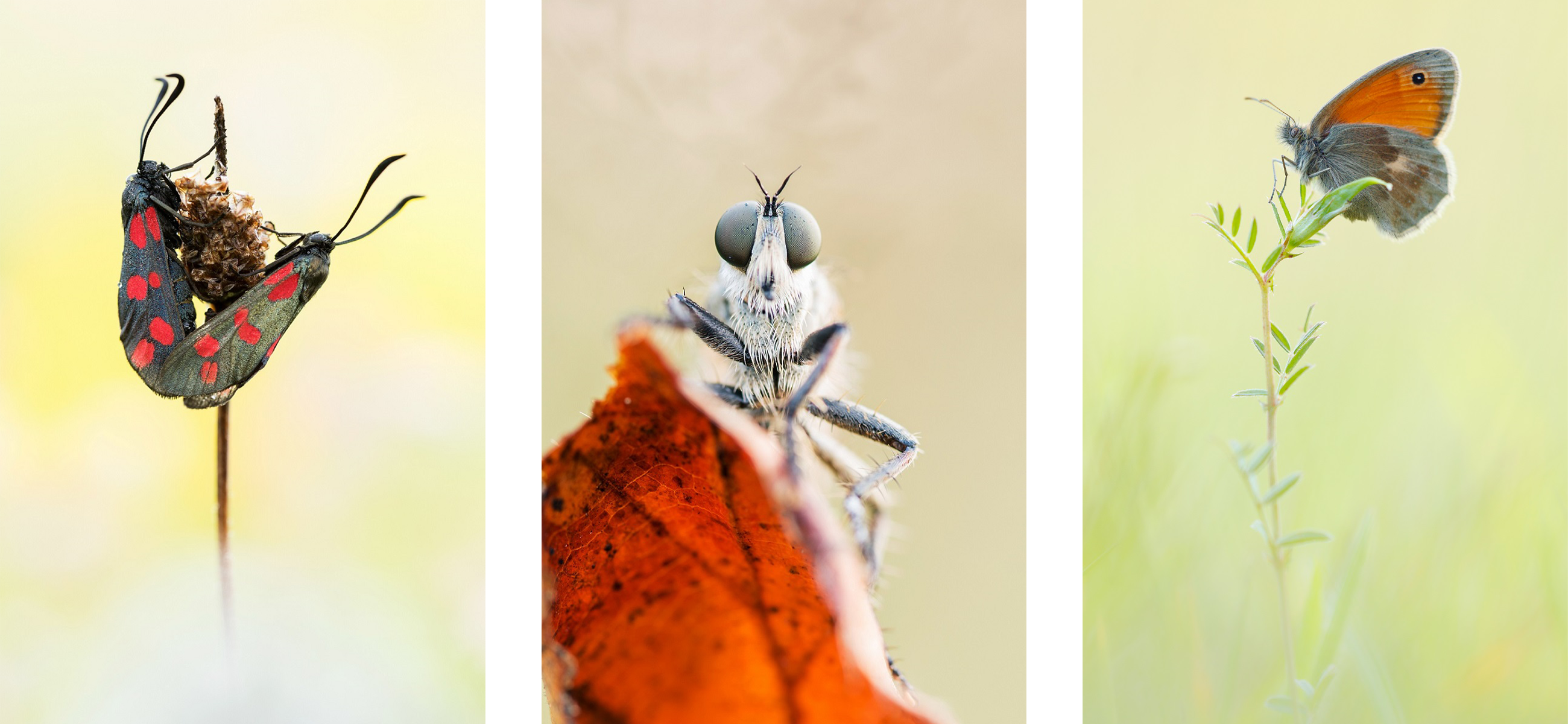Makrofotografie Insekten