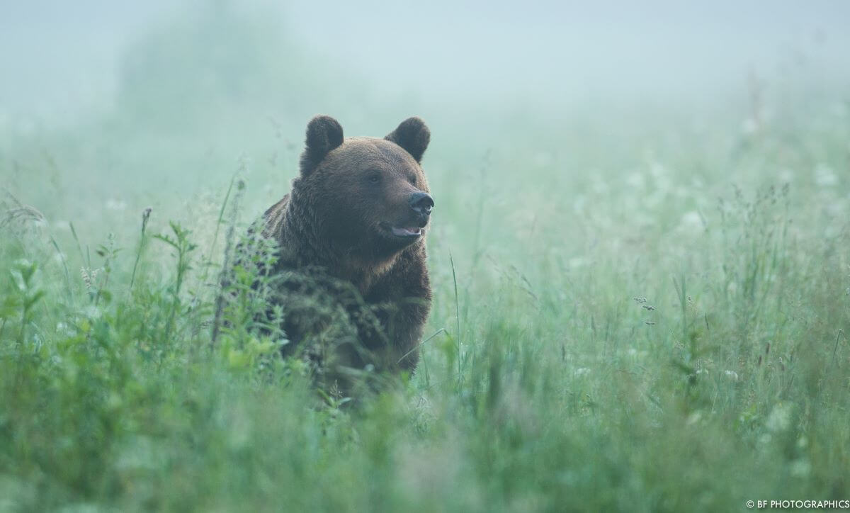 Tierfotografie Bär