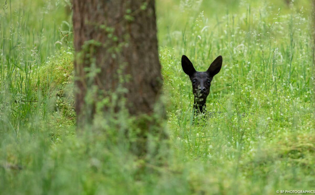 Tierfotografie schwarzes Reh