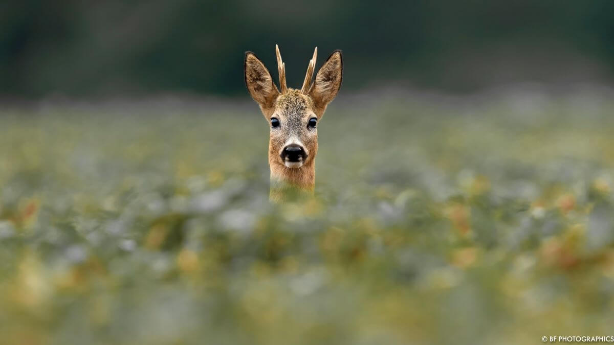 Tierfotografie Reh im Feld