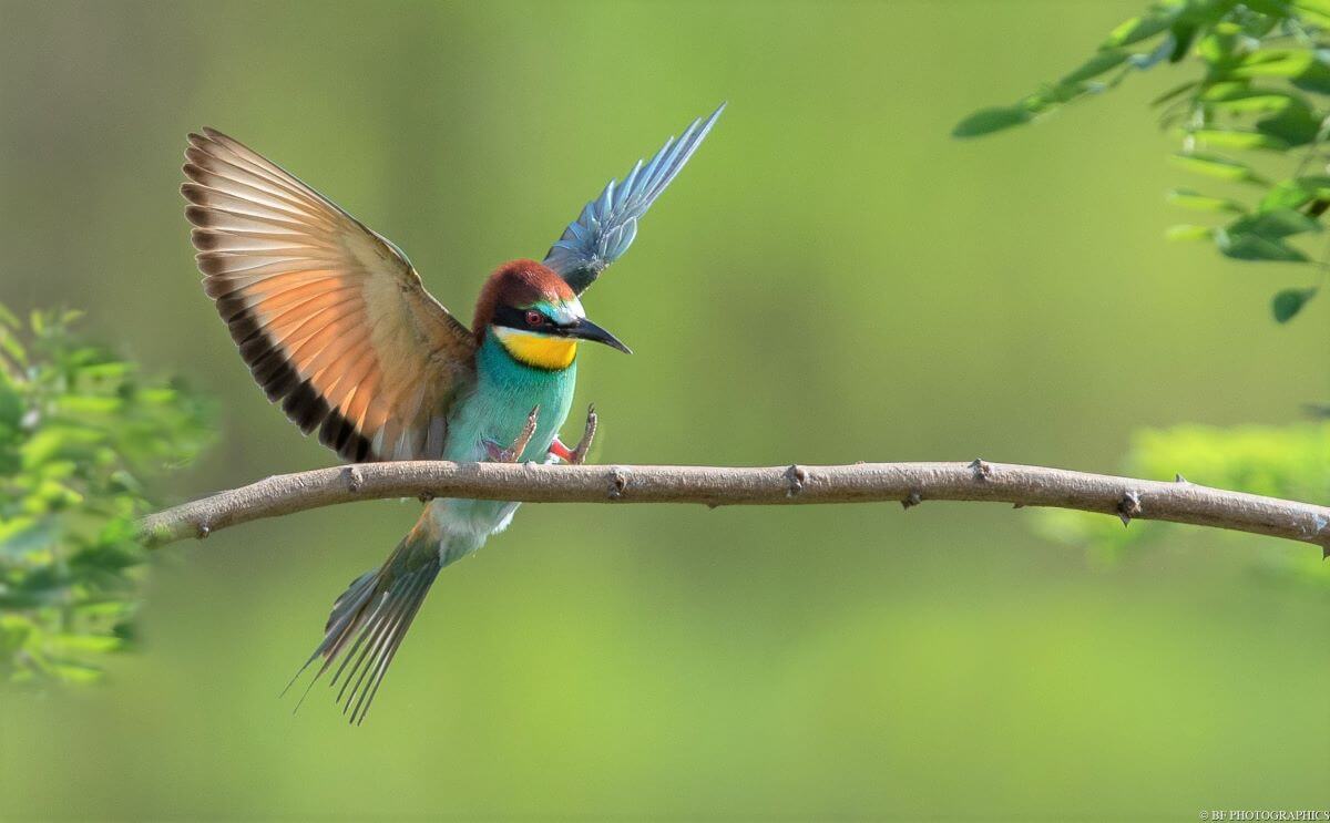 Tierfotografie Vogel auf Ast