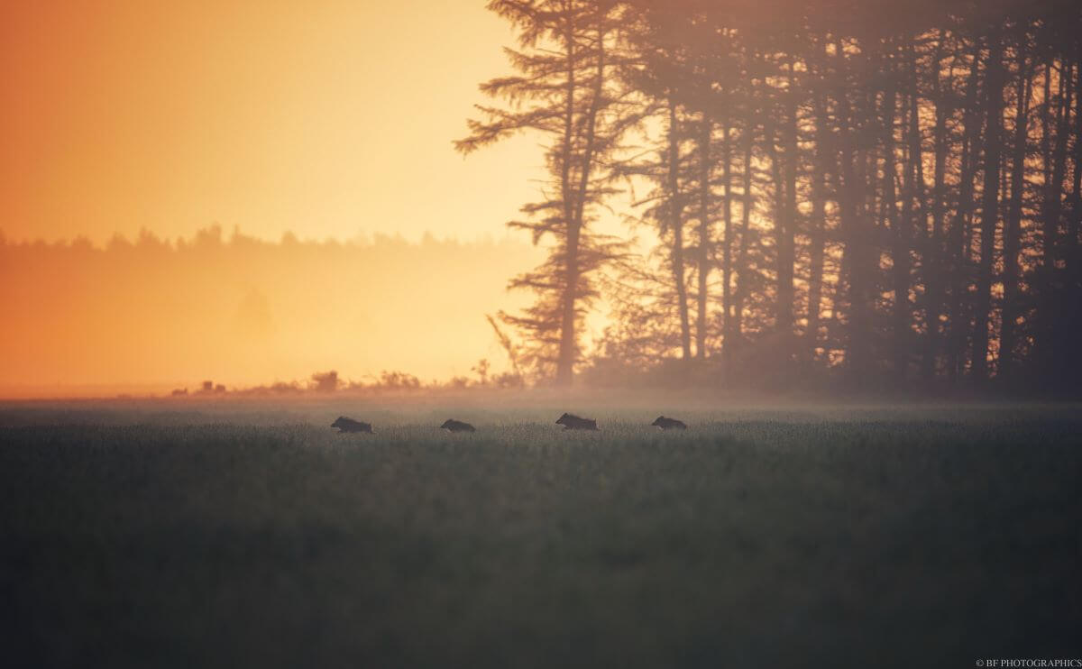Tierfotografie Wildschweine auf Feld