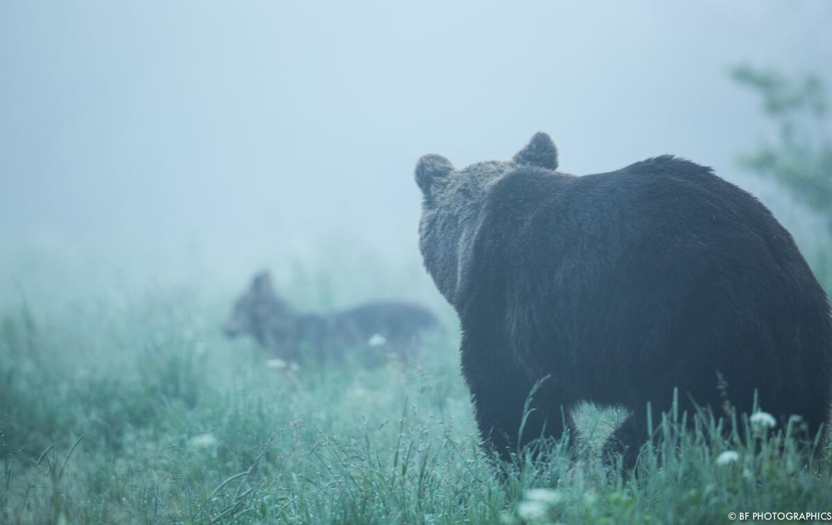 Tierfotografie Bär und Wolf