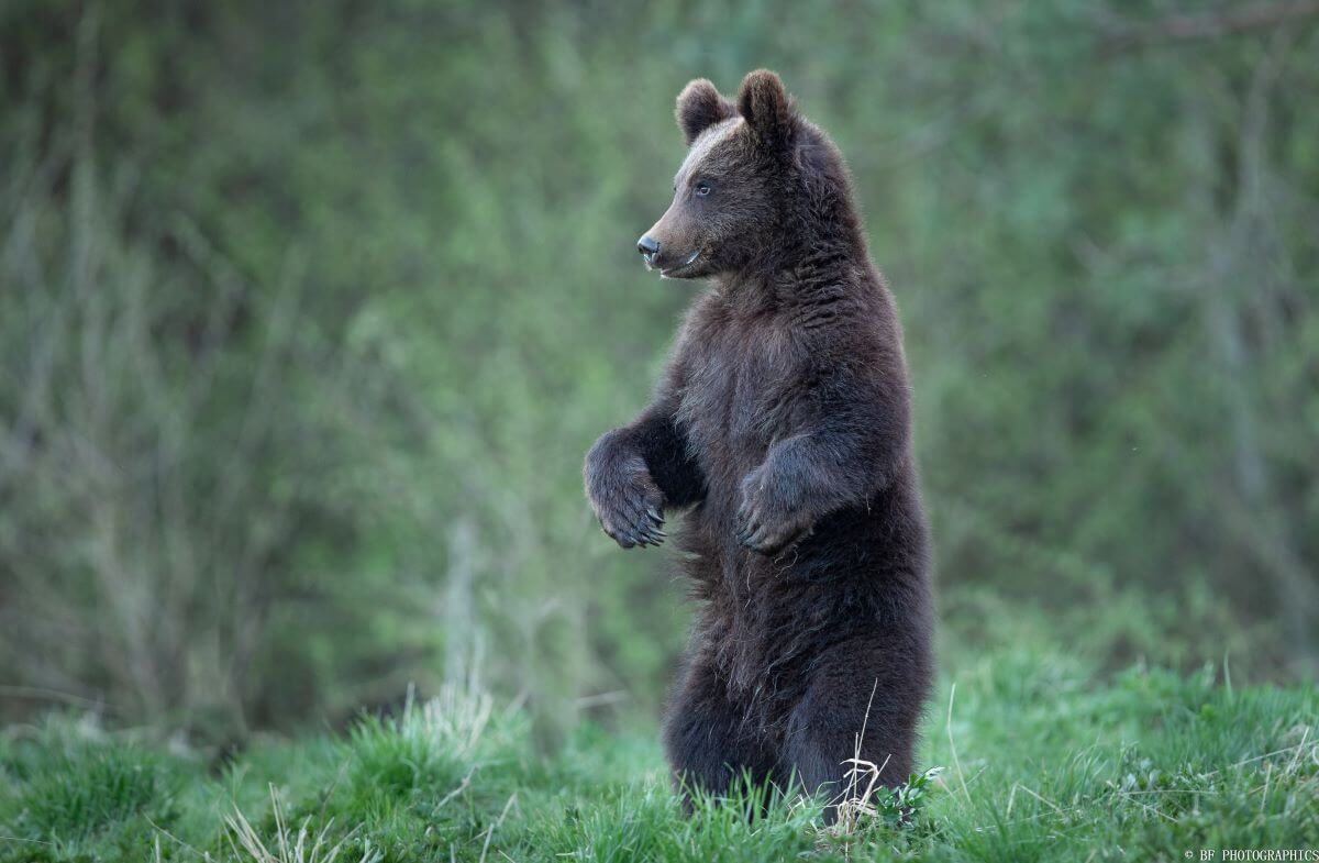 Tierfotografie stehender Bär