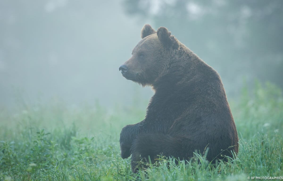 Tierfotografie sitzender Bär