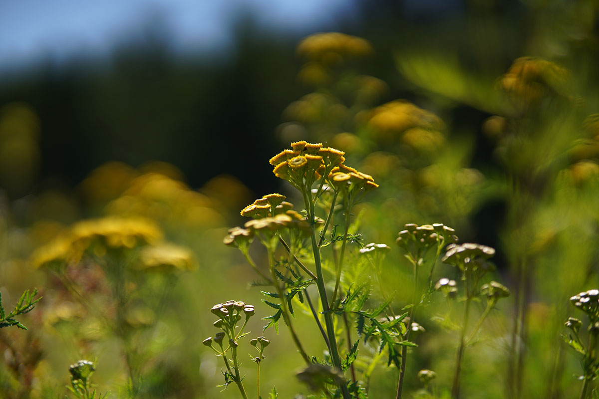 Viltrox Objektiv Blumenlandschaft