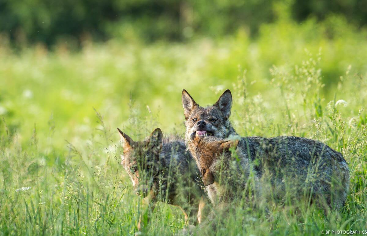 Tierfotografie zwei Wölfe