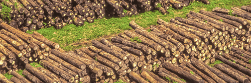 Logging-deforestation-farm.png__PID:a6bd46b8-db5d-4d7a-bfaa-1d8dbaac9958