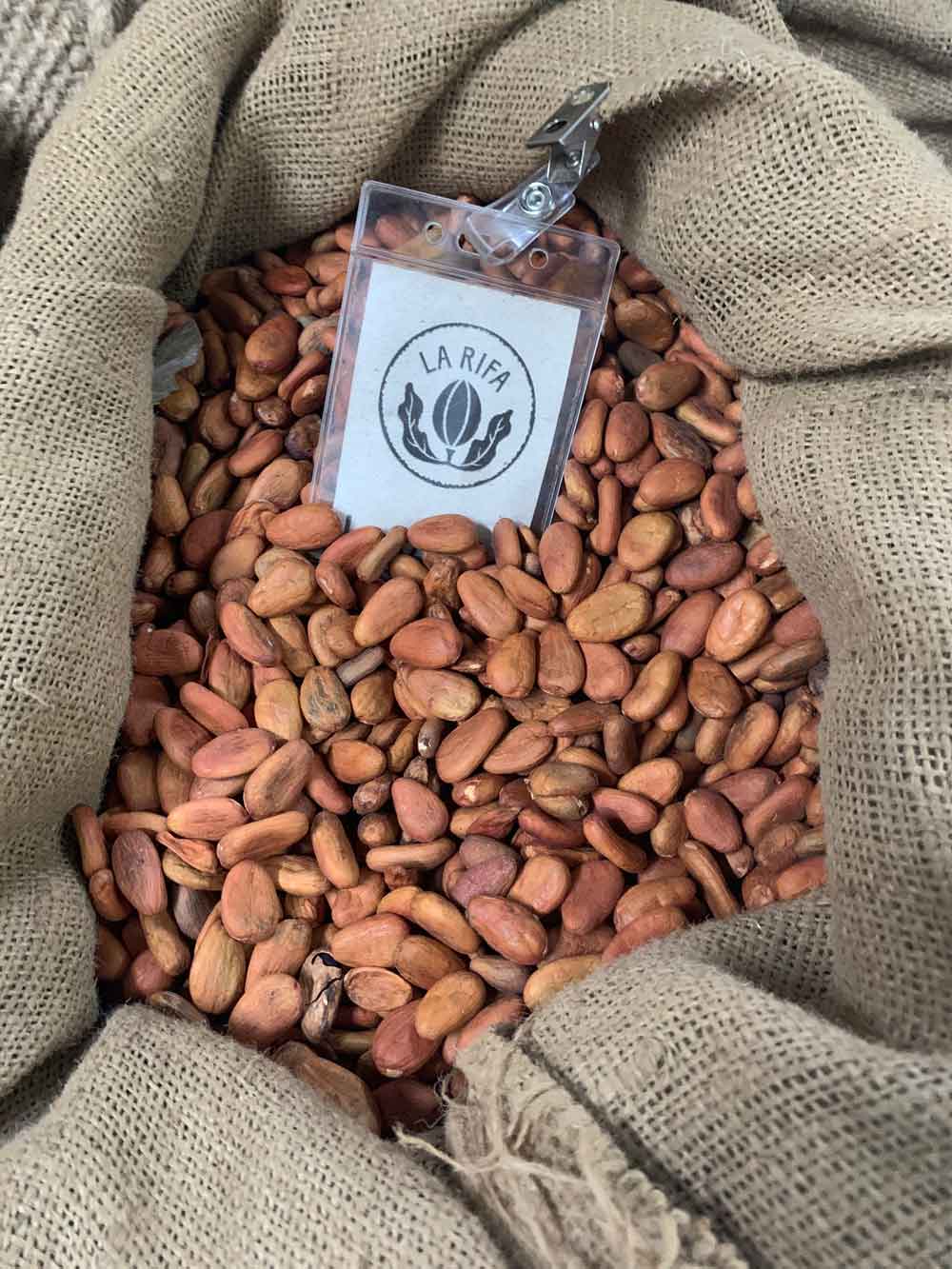 Cocoa Beans 