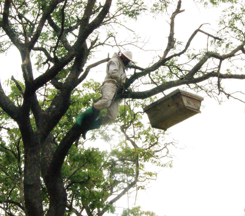 Forest beekeeper checking one of his hives, high up in the miombo forest