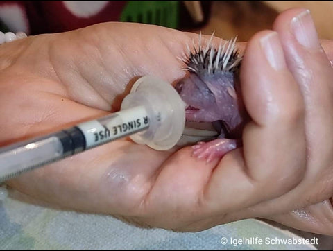 Fütterung Igel mit AniMam