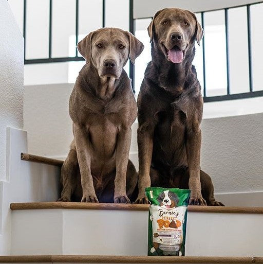 Photo of two dogs sitting on the stairs.