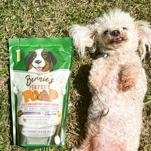 Photo of a Poodle laying on its back next to a bag of Bernie's Perfect Poop.