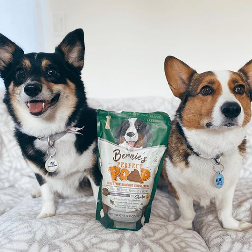Photo of two dogs sitting next to a bag of Bernie's Perfect Poop.