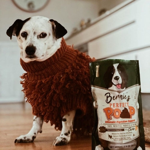 Photo of a dog wearing a cute sweater.